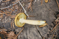 Mushroom Pocket Organic Tee - Mustard