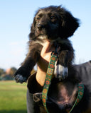 Power to the Parks Shrooms Dog Leash